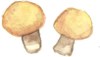 Champignons bei trockener Luft