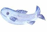 Fisch Aquarell Eveline Rothenbühler