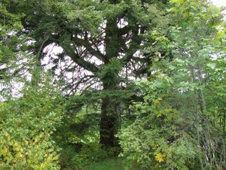 Baum