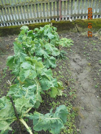 2020_Januar_Nüsslisalat-Winterblumenkohl 1.jpg